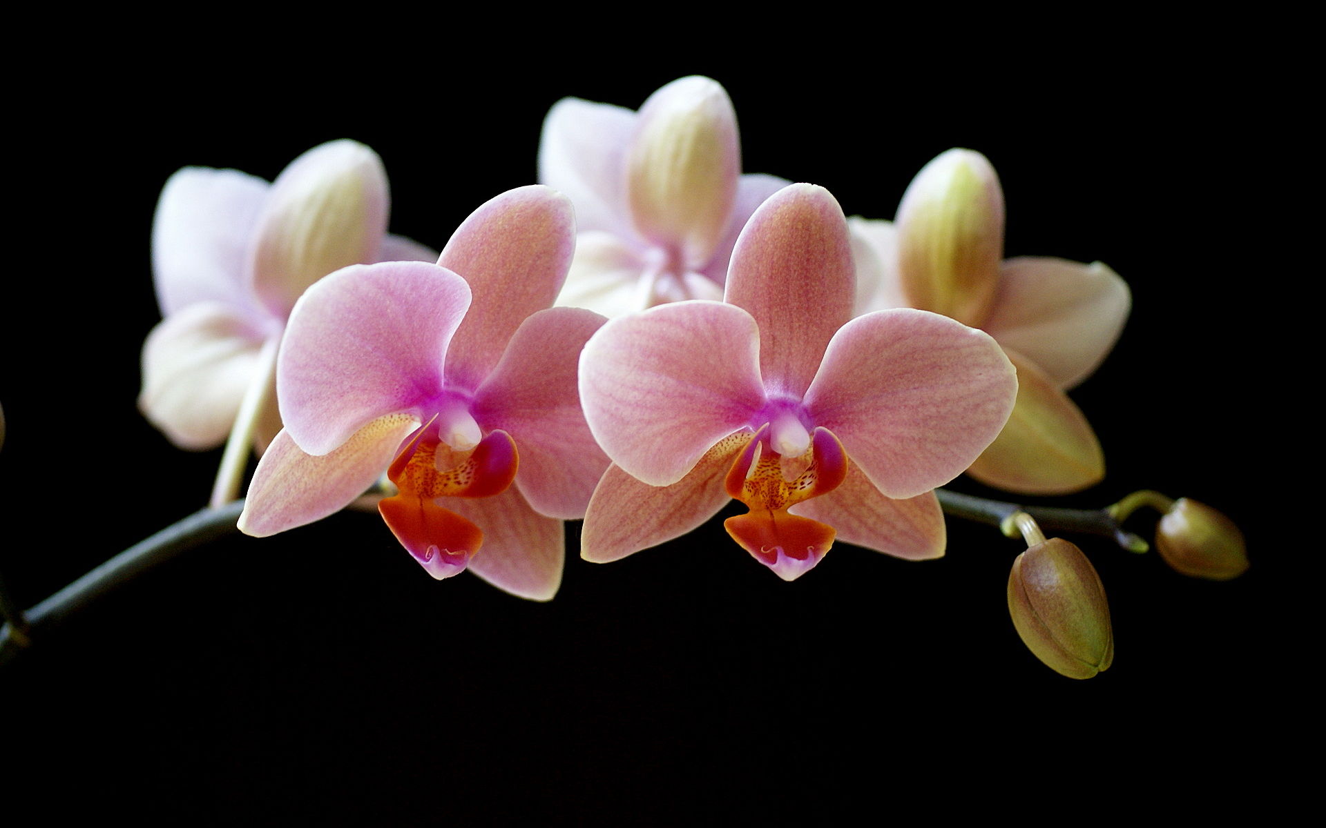 Beautiful Orchid Flower Wallpaper