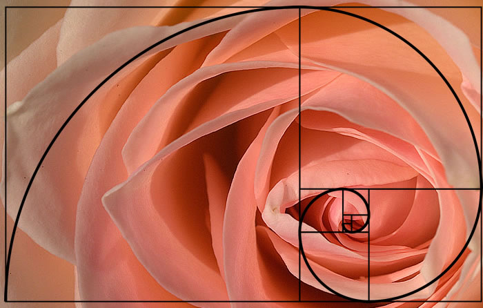 golden spiral applied to photography - the golden rose