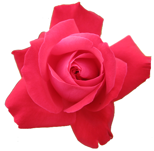 red rose flower background. i select roses and flowers of