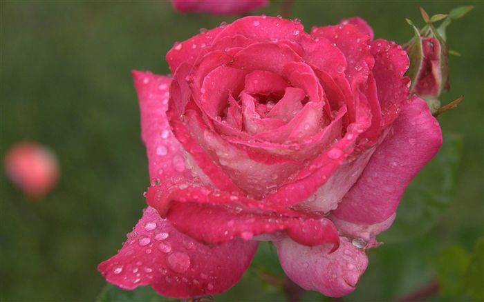 deep pink rose 