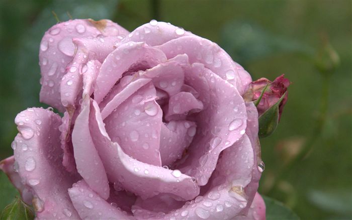 lilac rose with raindrops 