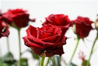 A largo tallo rosas rojas