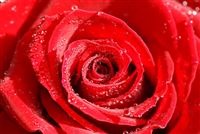 Las hermosas rosas ms copiados en el mundo 