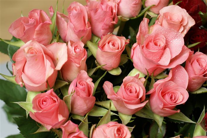 pink roses photo 