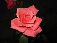 A + Beautiful Rose