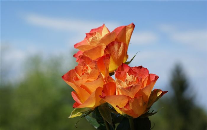 Orange Roses macro 