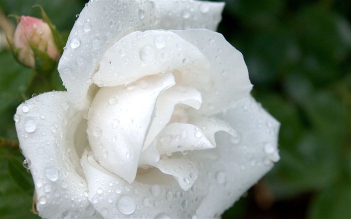 the white rose 