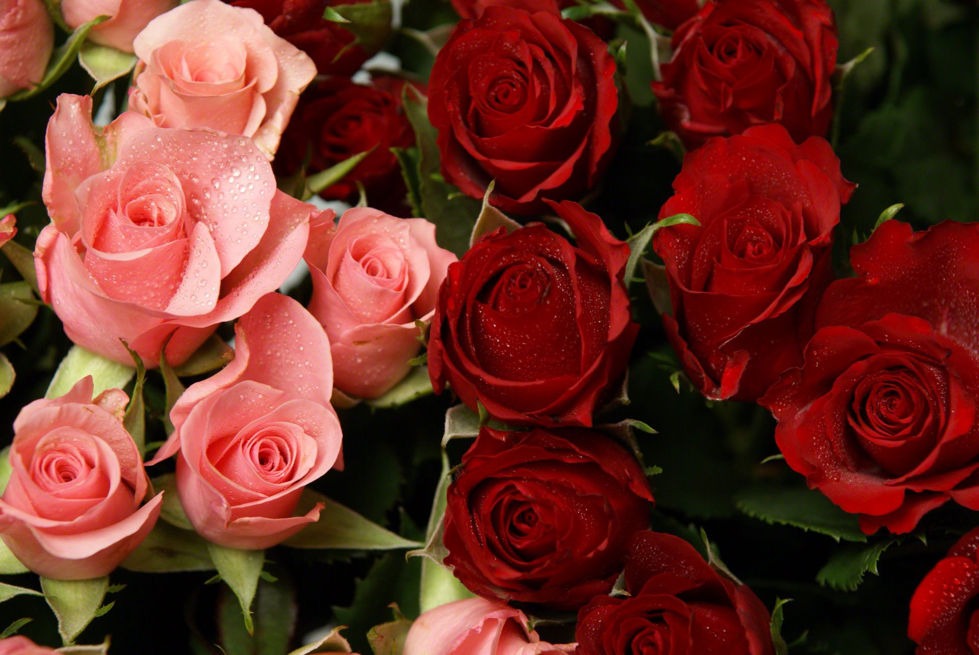 http://www.fabiovisentin.com/photography/photo/12/pink-and-red-roses-01640.jpg
