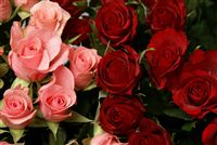 mini de color rosa y rosas rojas