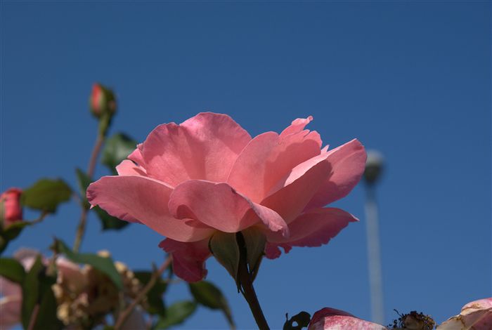 Pink rose photo 