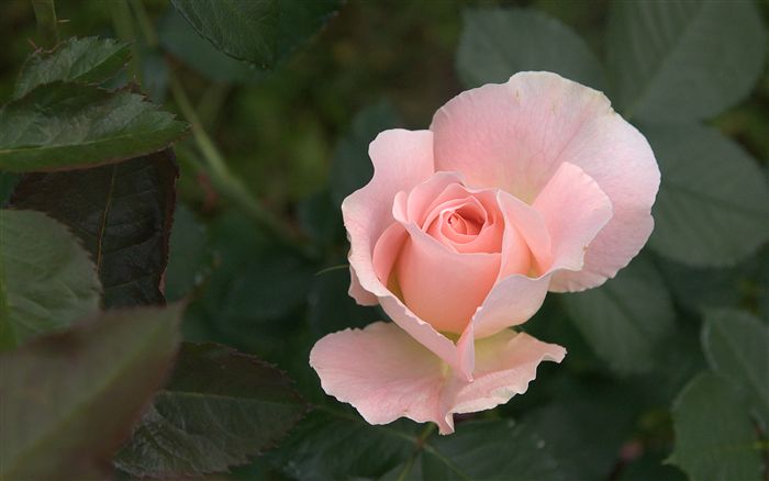 Pink Rose 