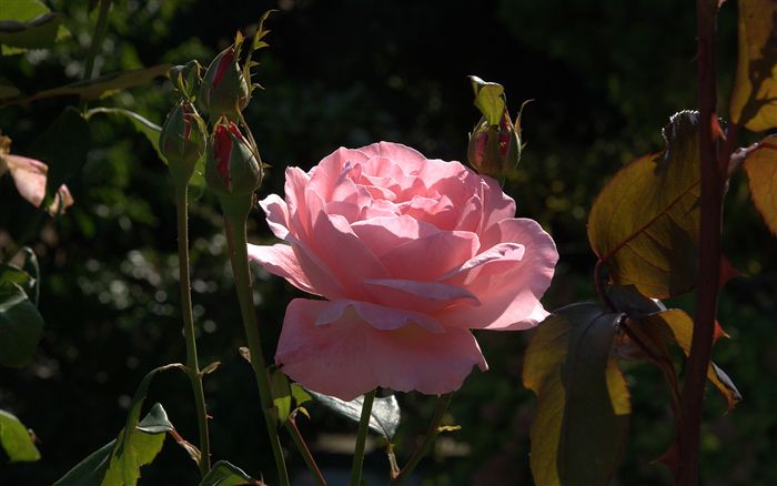 pink rose 