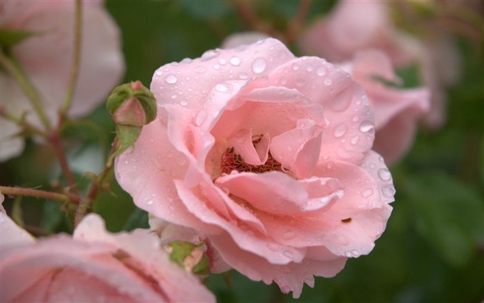 pink rose with raindrops 