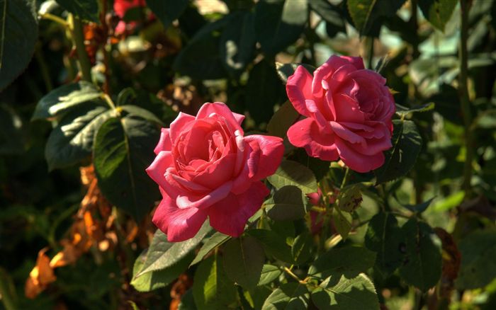 pink roses hdr 