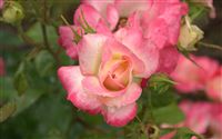 fotos de rosas
