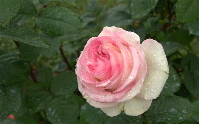 raindrop rose wallpaper 