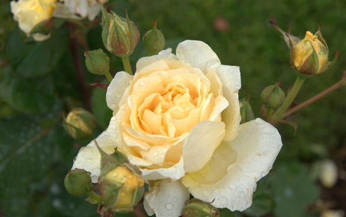 raindrops yellow rose 