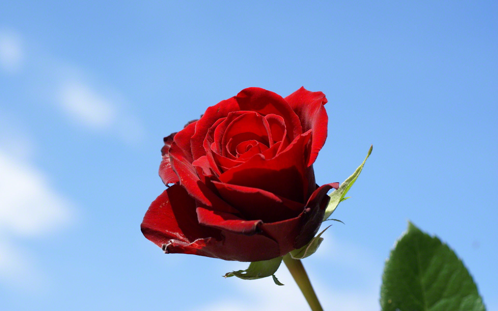 Single rose with blue sky background