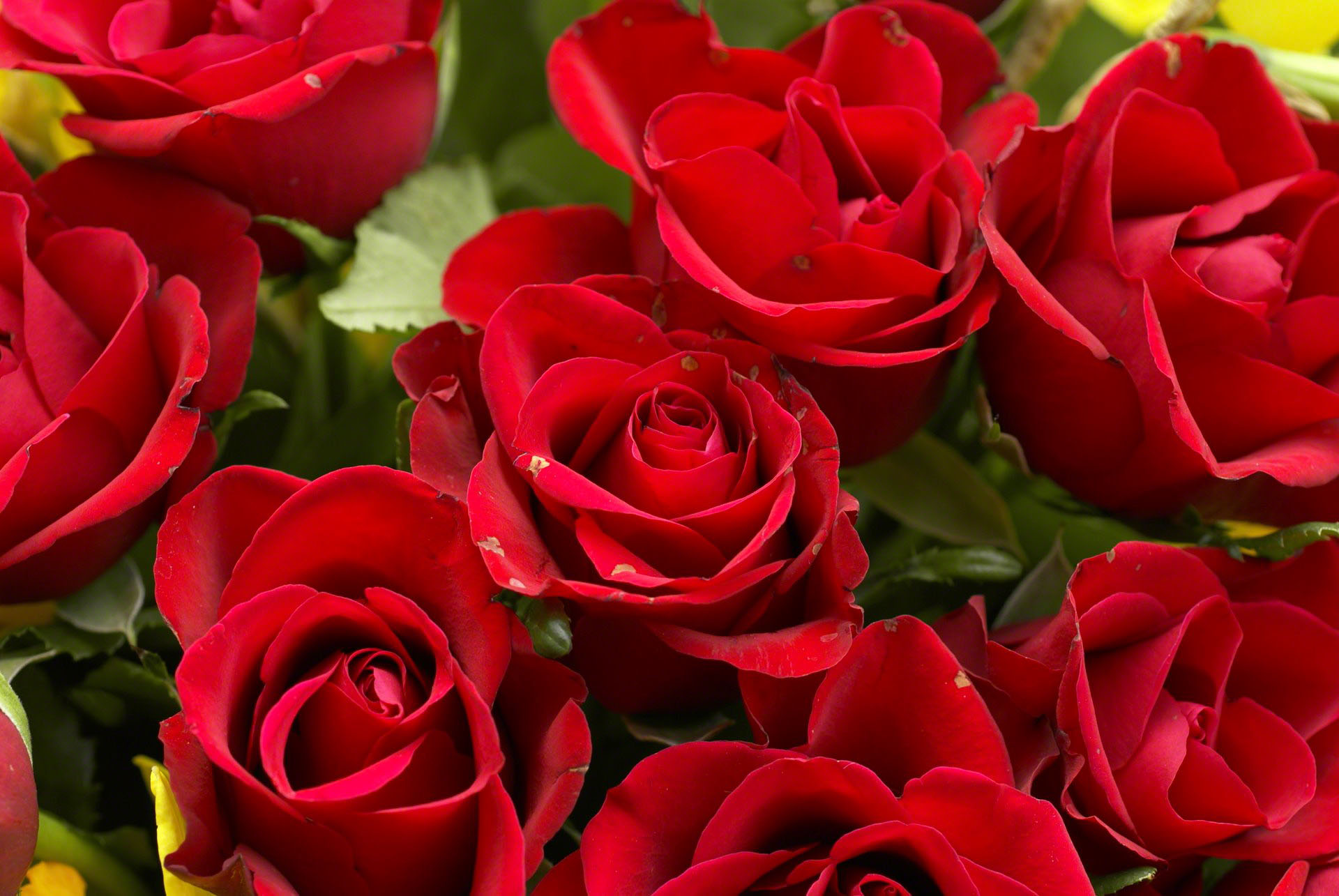 http://www.fabiovisentin.com/photography/photo/12/red-roses-bouquet-dsc01457.jpg