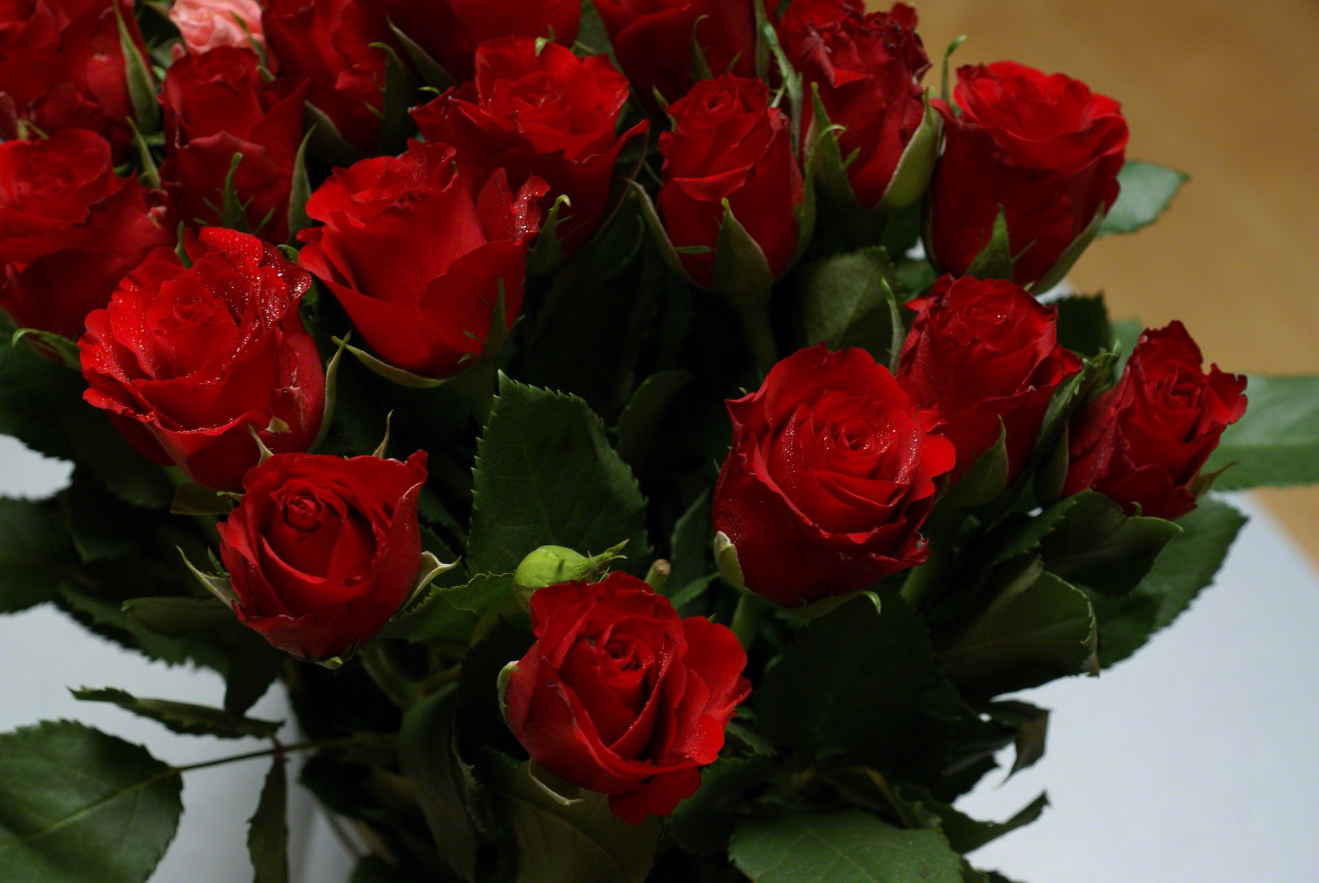 red-roses-mini-dsc01622.jpg