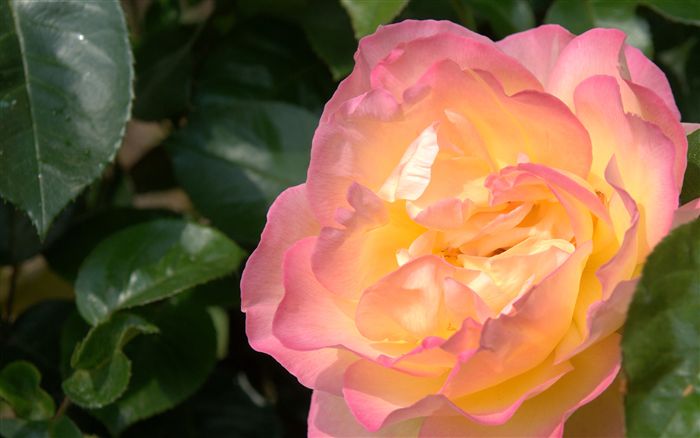 amazing rose close up 