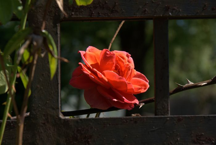 a rose in cage 