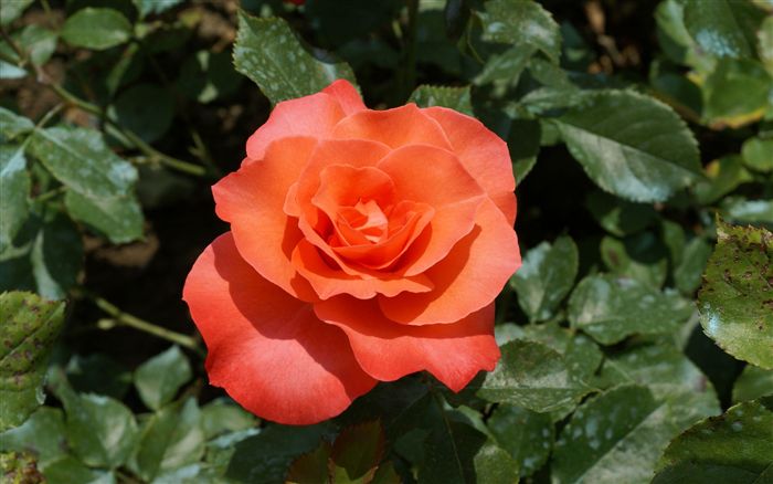beautiful orange rose  