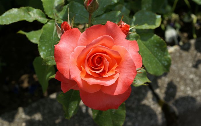 orange rose  