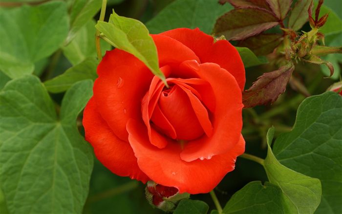 Red orange rose 