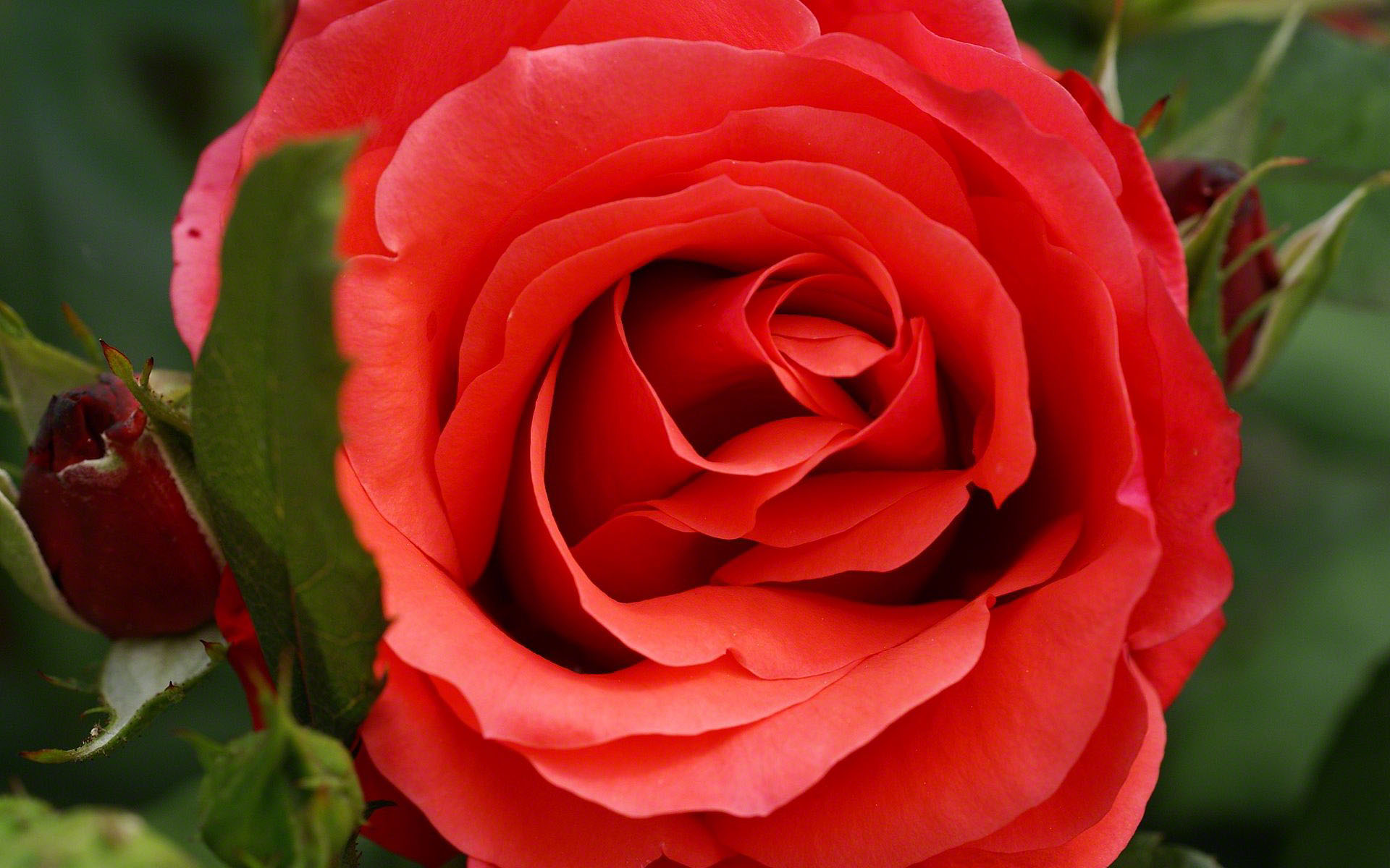 Red macro rose.