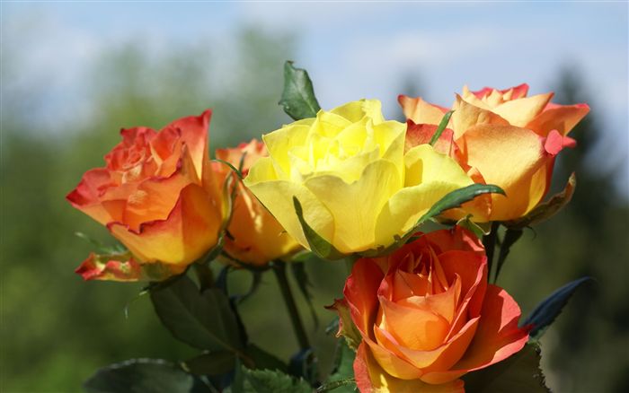 yellow orange and red roses 