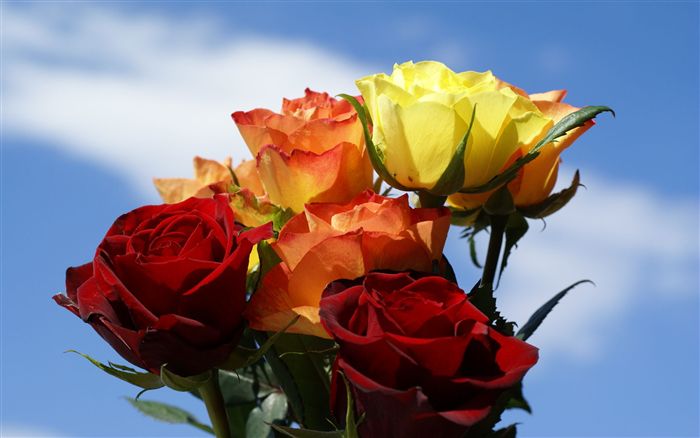 yellow orange and red roses 