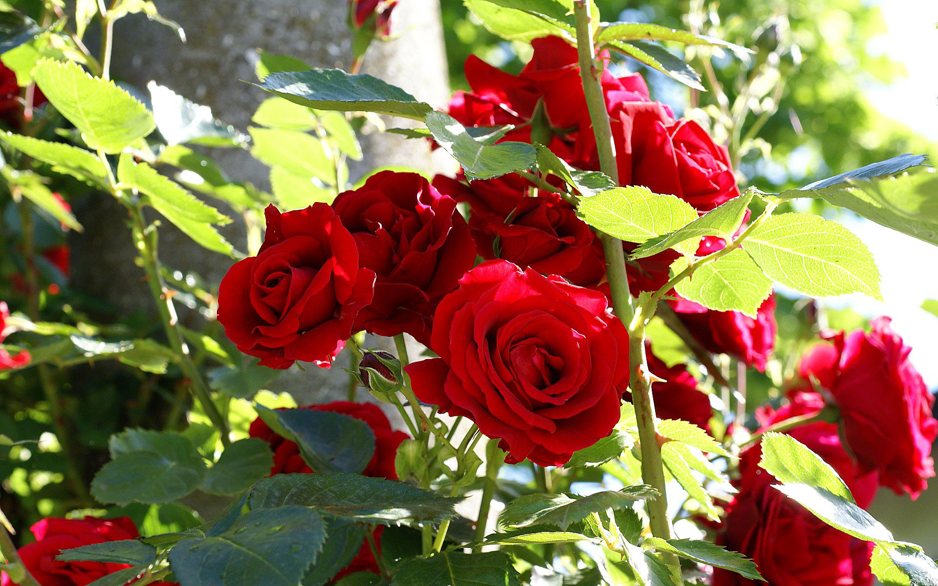 Red roses bush wallpaper, high resolution fresh roses from sunny italy.