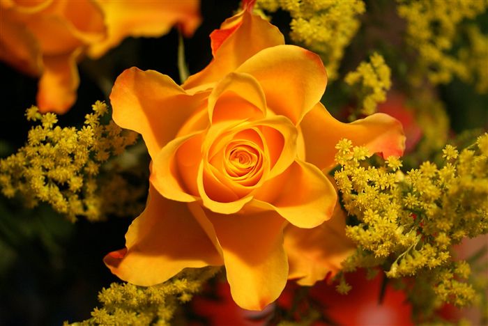 yellow rose beautiful photo 