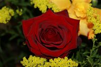 rosa roja romántico ramo
