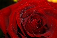 rosa roja con waterdrops macro