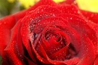 rosa roja con ducha waterdrops macro