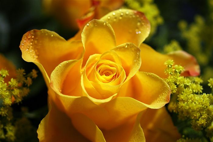 yellow rose with waterdrops macro 