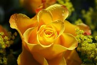 rosa amarilla con waterdrops macro