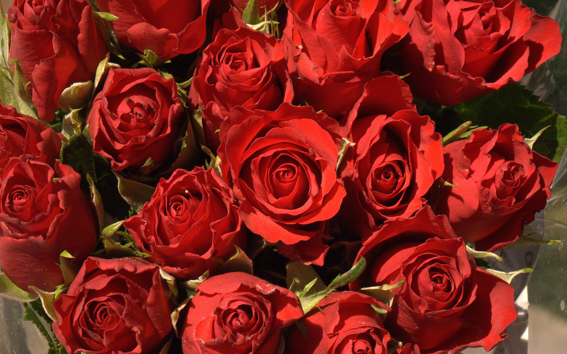 National Red Rose Day - Celebrate the Timeless Beauty of the Queen
