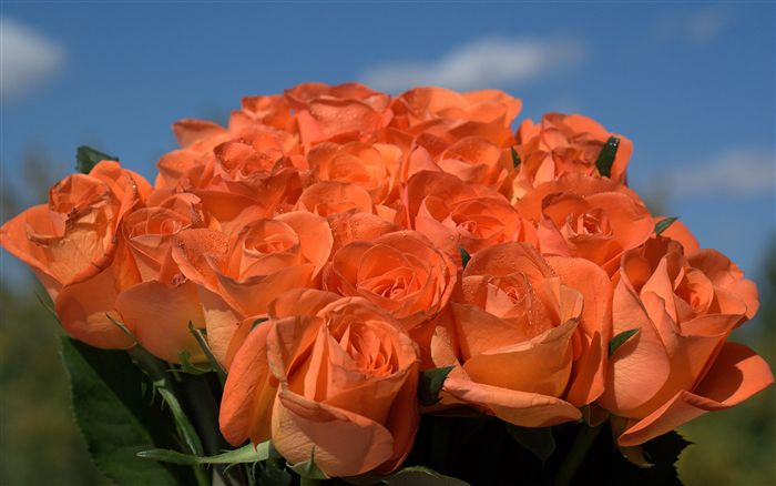 Orange roses bouquet 