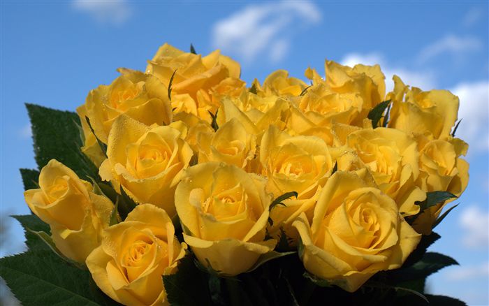 Yellow roses bouquet 
