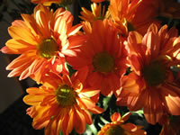Orange Wallpaper crisantemos Aroma