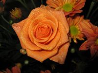Orange Wallpaper Rose Bouquet