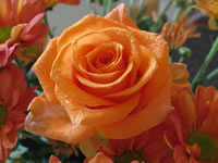 rosas anaranjado Macro