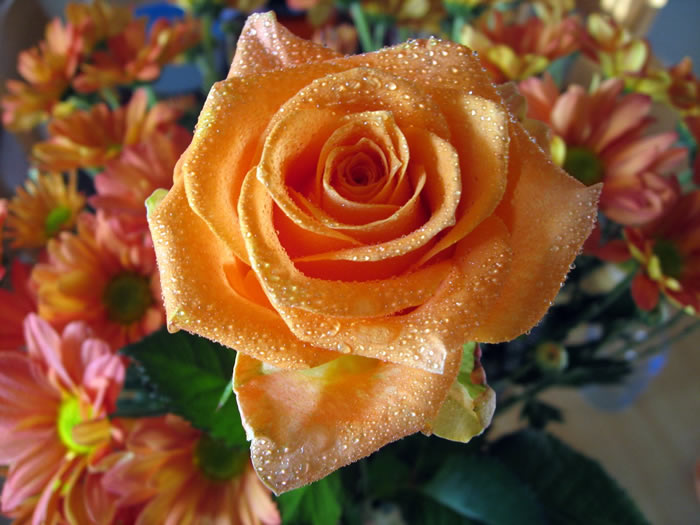 Orange Rose Wallpaper Bouquet 