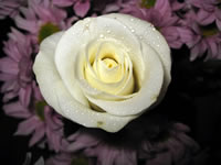Rosa blanca de papel tapiz macro
