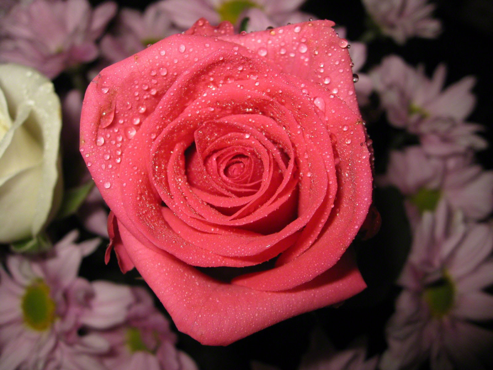 http://www.fabiovisentin.com/photography/photo/12/roses-wallpaper-roses-bouquets4479.JPG