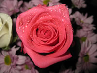 Rosa rosa fondo de pantalla macro