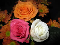 Rose papel tapiz macro más bellas